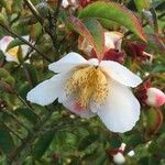 Stewartia rostrata Kvet