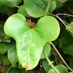 Smilax rotundifolia Leaf