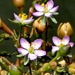 Spergularia media Fiore