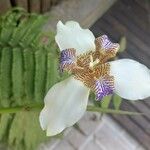 Neomarica northiana Flor