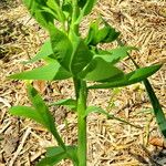 Baptisia tinctoria Levél