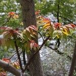 Ailanthus altissimaFoglia