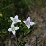 Stenaria nigricans Fleur