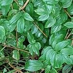 Polemonium reptans Leaf