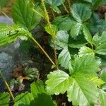 Rubus hispidus Yaprak