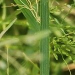 Eragrostis barrelieri Blatt