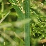 Eragrostis barrelieri Feuille