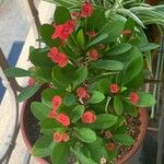 Euphorbia milii Fleur