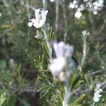 Salvia rosmarinusLeaf