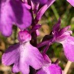 Anacamptis palustris Flor