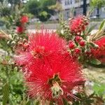 Callistemon citrinusКветка