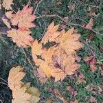 Acer circinatum Feuille