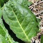 Jaborosa integrifolia Leaf