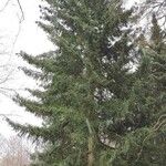 Picea orientalis Staniste