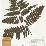 Cyathea surinamensis Лист