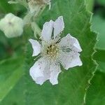Rubus canescens 花