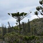 Araucaria humboldtensis Habitus