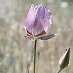 Calochortus greenei Õis