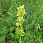 Dactylorhiza insularis Flower