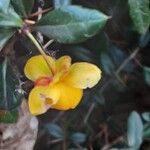 Berberis verruculosa Квітка