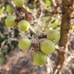 Commiphora africana Fruto