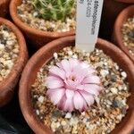 Gymnocalycium stenopleurum Kvet