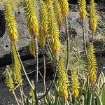 Aloiampelos striatula Lorea