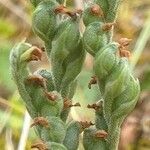 Spiranthes spiralis Fruit