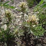 Castilleja nana Hábito