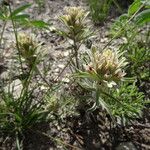 Castilleja nana موطن