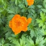 Trollius chinensis പുഷ്പം