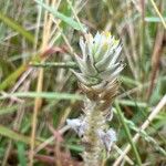 Gomphrena celosioides Flor