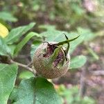 Crataegus germanicaПлід