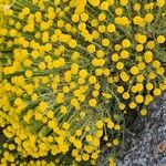 Santolina villosa Flor