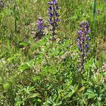 Lupinus densiflorus Plante entière