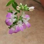 Collinsia bartsiifolia Flor