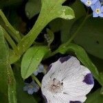 Nemophila maculata Λουλούδι