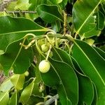 Calophyllum inophyllum Fruto