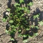 Malva parviflora Blatt