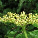 Cyphostemma vandenbrandeanum Цвят