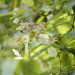 Hydrangea heteromalla Характер