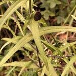 Melampyrum arvense Leaf