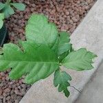 Ficus montana Hoja