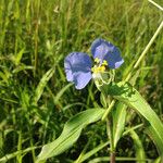 Commelina virginica Характер