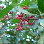 Schinus terebinthifolius Fruit