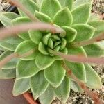 Echeveria × gilva Leaf