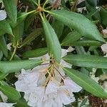 Rhododendron formosanum Blatt