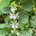 Stachys tenuifolia Květ