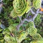 Aeonium balsamiferum 叶