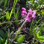 Pedicularis cenisia Flower